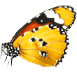 https://www.strihaniepsikov.sk/wp-content/uploads/2019/08/butterfly.png
