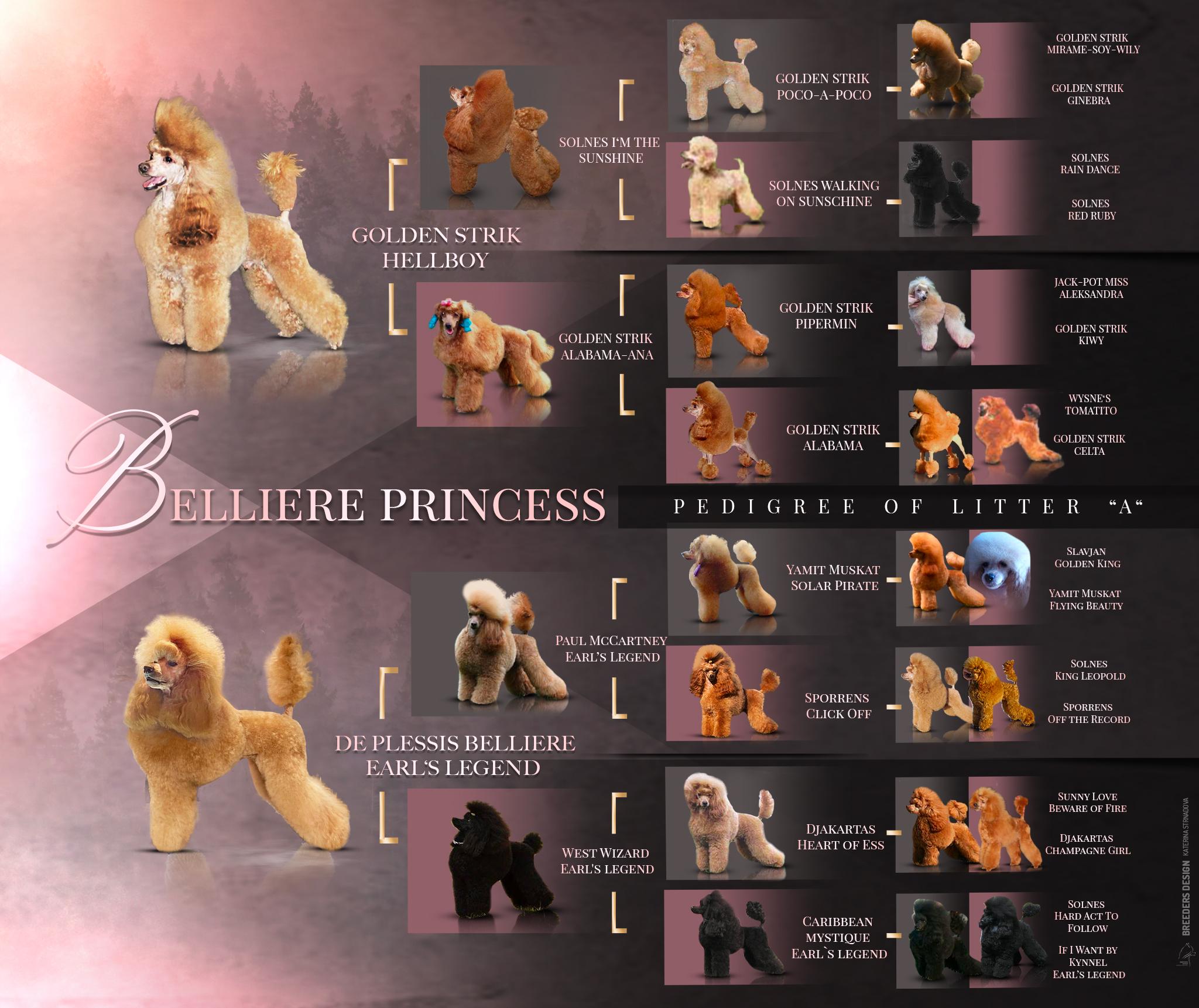 Belliere-princess-pedigree-A